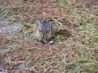 This is a chimpunk we saw near the sulfur cauldron.