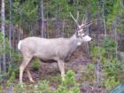 This is a nice buck we saw just outside Canyon Village in Yellowstone National Park.