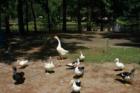 The Ducks and Geese are very friendly and are looking for a hand out.