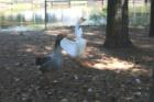 If you walk up to the lake you are likely to be greeted by geese with flapping wings, looking for a meal.