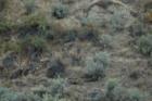 Mule deer by Mitchell and Dayville