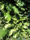 Some beautiful foliage in Haiku