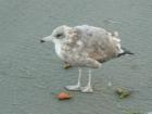 Seagull patiently waiting for breakfast