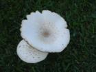 Interesting mushrooms growing on Iolani Palace grounds