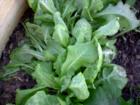 Butternut Crunch lettuce grown at Helping Hands Community Garden, helping to feed the hungry.