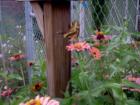 Black swallowtail at the mailbox at Helping Hands Community Garden.