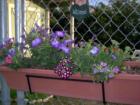 Front Gate at Helping Hands Community Garden in Magnolia.  A year round garden to help the hungry.