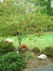 Dogwood (State Tree) in Fall!
