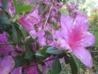 Just one of many in bloom at Magnolia Plantation