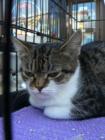 Bellmore Street Fair, Long Island, New York in The Town of Hempstead....Animals for Adoption are here every year.
      By Feng Shui Long Island