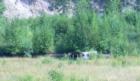 Moose at a distance