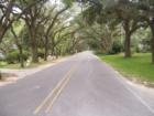 Oak Tree Canopy in Magnolia Springs, AL