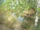 Evelyn Hallman Park (formerly known as Tempe Canal Park) is a great place to go fishing!