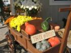 Trick or Treat Charmingfare Farm Candia NH