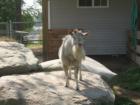 Charmingfare Farm Zoo...cute goat