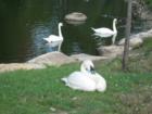 pretty swans Charmingfare Farm Zoo 