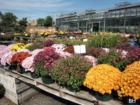 Depiero's Farms in Montvale New Jersey in the Pascack Valley
