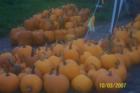 It's beginning to look a lot like pumpkin season  - Sullivan Farm - Hollis, New Hampshire
      (c) 2007 Joan Whitebook