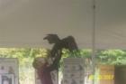 Beaver Brook Association - Nature Lecture - Golden Eagle visits New Hampshire
      (c) 2007 Joan Whitebook
