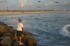 Man and pelicans fishing
