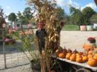 pumpkins and wagons Charmingfare Farm Candia NH