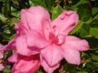 Azaleas are plentiful in Sandestin, Florida