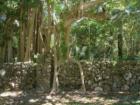 Banyan trees in Palmetto Bay