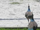 other Palmetto Bay residents - the peacocks.
