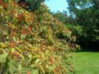 Butterfly-friendly plants in Bill Sadowski Park