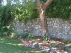 Lush, native trees in Palmetto Bay