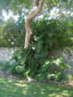 More Lush trees in Palmetto Bay