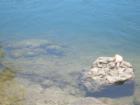 Here's a past resident of Biscayne Bay.  RIP little guy.