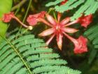 Royal Poinciana bloom looks like an orchid.  Palmetto Bay.