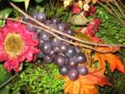 Zorvino Vineyards A Sandown NH Jewel