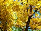 Fall Colors on the streets.