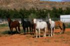 Utah Horses