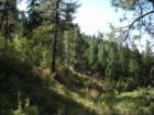 Hiking anyone?  Forests like these are still to be found within minutes of Spokane.  I love the Northwest!