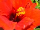 Colorful flowers grow easily in Miramar Beach, Florida.