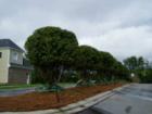 Professional landscping throughout Weycroft. 