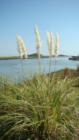 Over look for the point at Hertiage Preserve Cherry Grove.