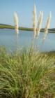 The natural side of Myrtle Beach (Cherry Grove).