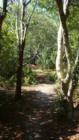 Shady nature trails of the coastal marshes