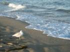 Beach Aug 2007