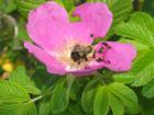 Busy bee and the beach rose