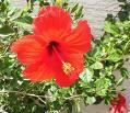Punta Gorda's flower