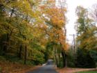 Autumn scene on Maplewoods Circle, Woodland