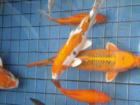 Koi in the ponds at Ala moana Shopping Center