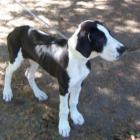 Great Dane- Cherry at Red Hook Dog SHOW 10/07