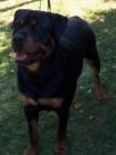 Rottweiler - nelson
      Red Hook Dog Show 10/07