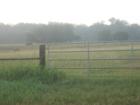 cattle in rural seguin 